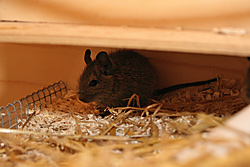 Degus