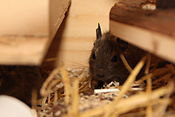 Degus