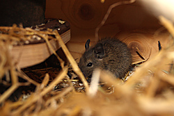 Degus