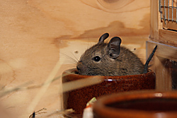 Degus