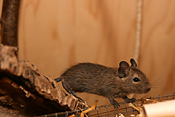 Degus