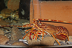 Atlantaquarium, Galway