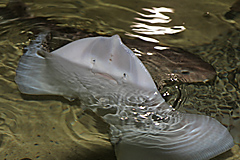 Atlantaquarium, Galway