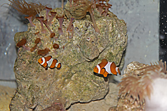 Atlantaquarium, Galway