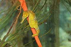 Atlantaquarium, Galway