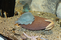 Atlantaquarium, Galway