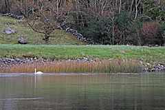 Corrib River, Galway