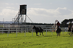 Galway Horse Races