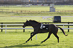 Galway Horse Races