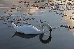 Lough Atalia, Galway