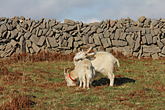 Inis Mór, Aran Islands