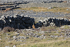 Inis Mór, Aran Islands