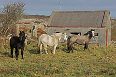 Deserted Famine Village, Connemara