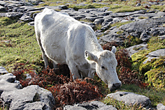 The Burren