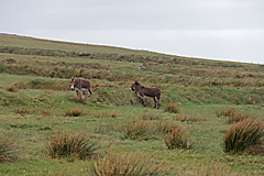 Ring of Kerry