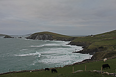 Dingle