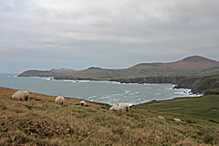 Dingle