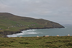 Dingle