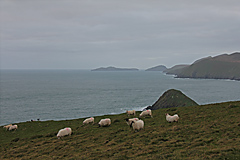 Dingle