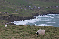 Dingle